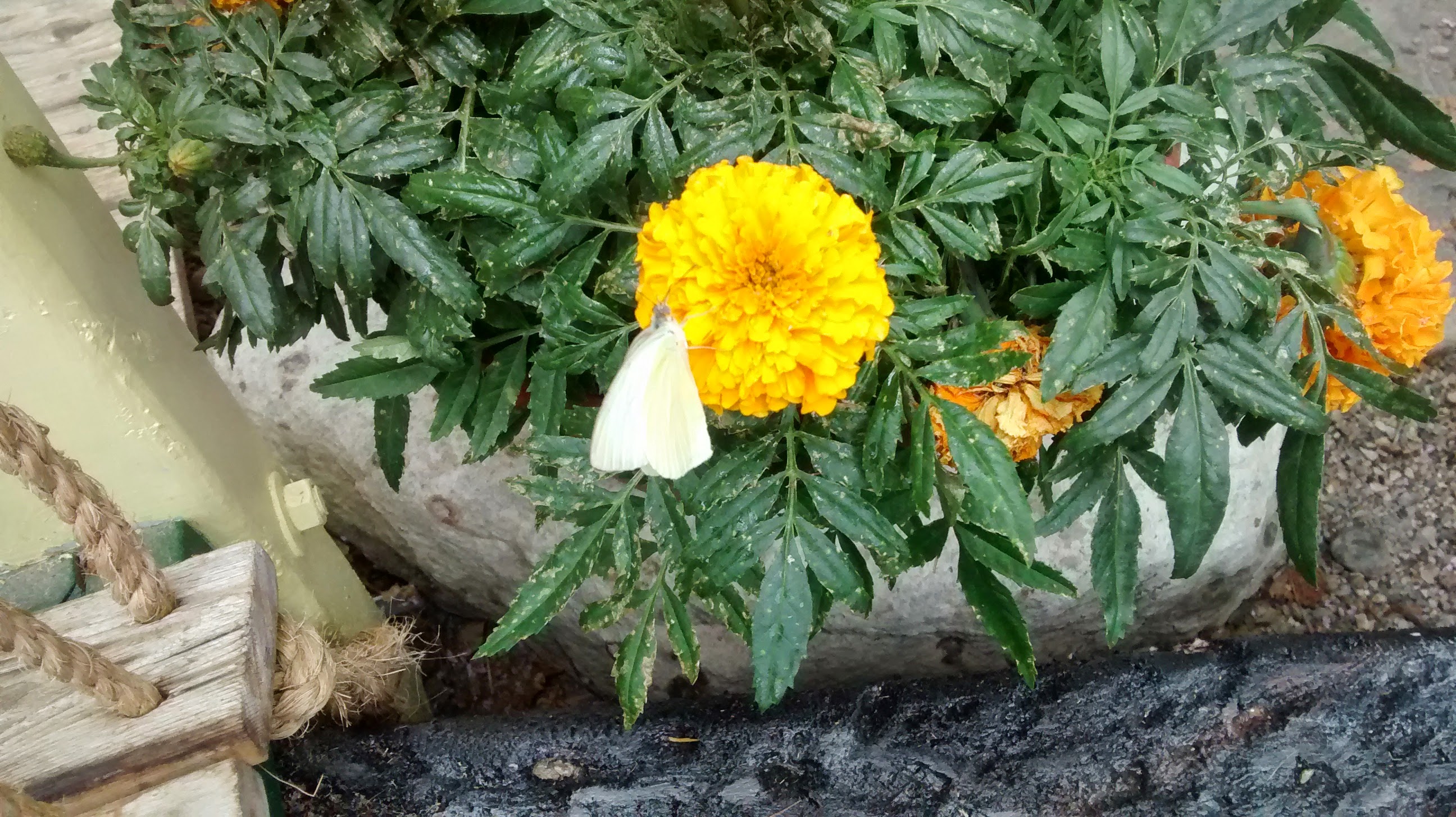 Southern White butterfly